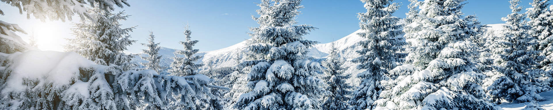 Vue sur une rangée de sapins enneigées et des montagnes