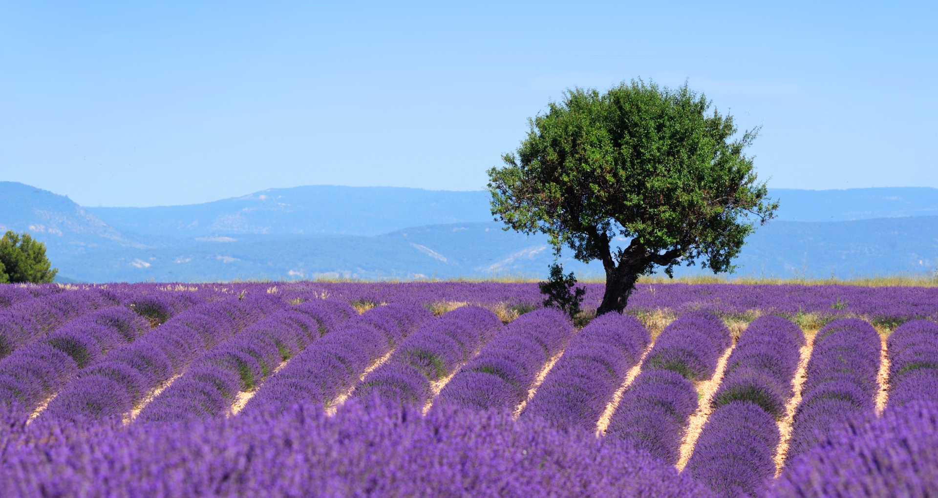 Champ de lavande et arbre au loin, France